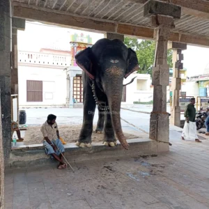 mangalam elephant