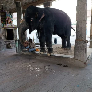 mangalam elephant kumbakonam